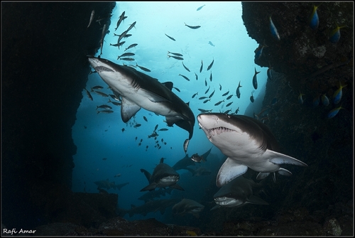 Foto de Tiburón Arenero (Odontaspis taurus)