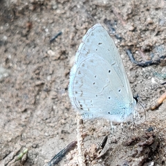 Celastrina argiolus