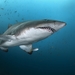 Sand Tiger Shark - Photo (c) Rafi Amar, some rights reserved (CC BY-NC), uploaded by Rafi Amar