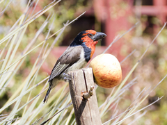 Lybius torquatus torquatus