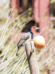 Lybius torquatus torquatus
