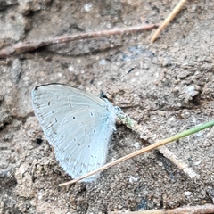 Celastrina argiolus