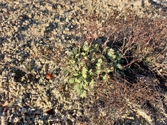 Micranthes punctata
