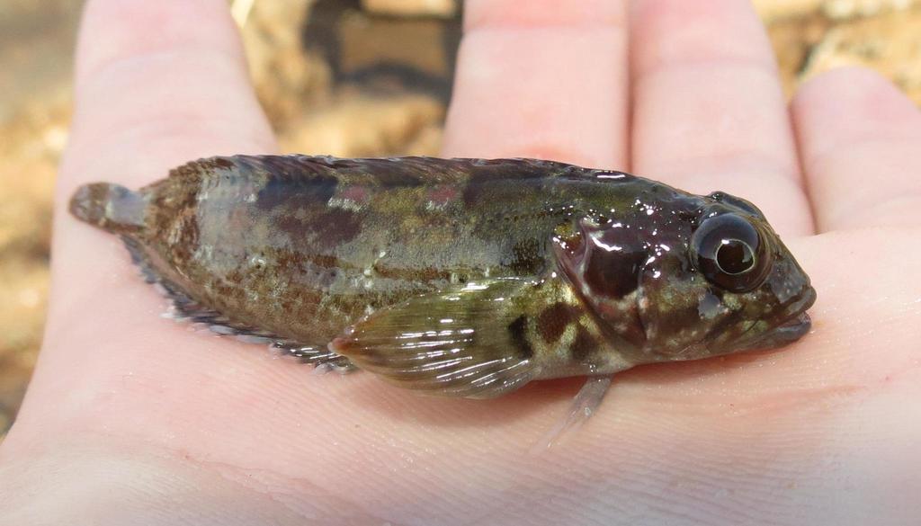 bluntnose klipfish from Kaysers Beach, EC on August 12, 2014 by Brian ...