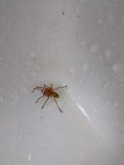 Cheiracanthium punctorium