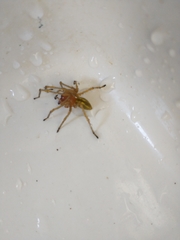 Cheiracanthium punctorium