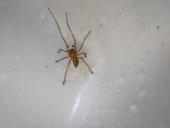 Cheiracanthium punctorium