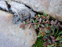 Euphorbia humifusa
