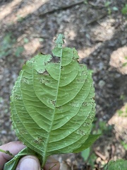 Puccinia komarovii