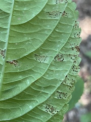 Puccinia komarovii