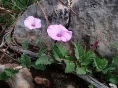 Convolvulus althaeoides