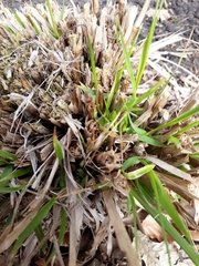 Carex communis
