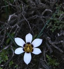 Romulea hallii