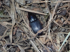 Harpalus atratus