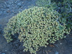 Crassula rupestris rupestris