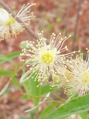 Eugenia myrcianthes