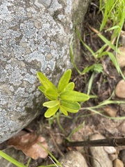 Veronica stricta stricta