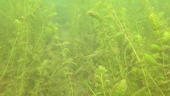 Pimephales notatus