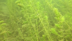 Pimephales notatus