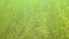 Pimephales notatus