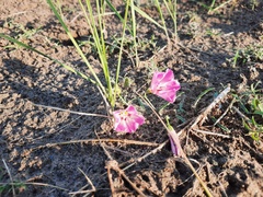 Convolvulus chinensis