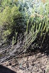 Dipcadi brevifolium