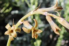 Dipcadi brevifolium