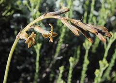 Dipcadi brevifolium