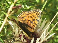 Argynnis niobe