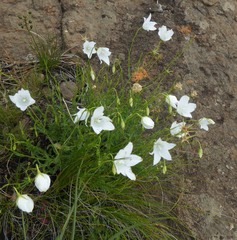 Wahlenbergia grandiflora