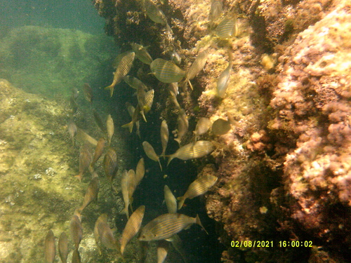 Salema Porgy (Sarpa salpa)