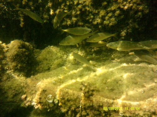 Salema Porgy (Sarpa salpa)