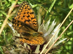 Argynnis niobe