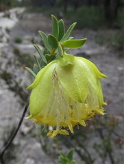 Pimelea suaveolens