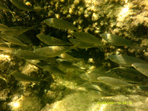Salema Porgy (Sarpa salpa)