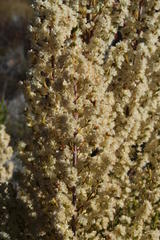 Erica leucanthera