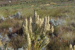 Erica leucanthera