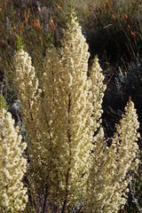 Erica leucanthera
