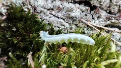 Monostegia abdominalis