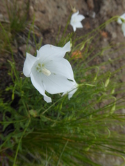 Wahlenbergia grandiflora