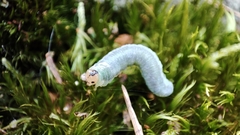 Monostegia abdominalis