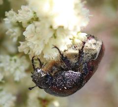 Trichostetha capensis