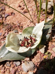 Colchicum coloratum burchellii