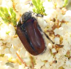 Trichostetha capensis