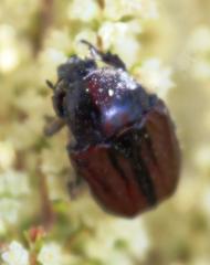 Trichostetha capensis
