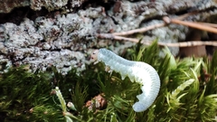 Monostegia abdominalis