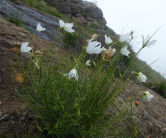 Wahlenbergia grandiflora