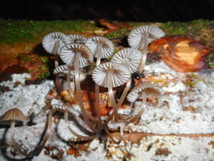 Mycena stipata