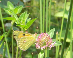 Colias fieldii fieldii