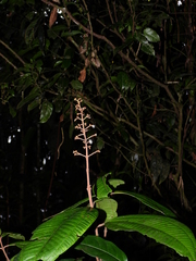 Miconia eriodonta